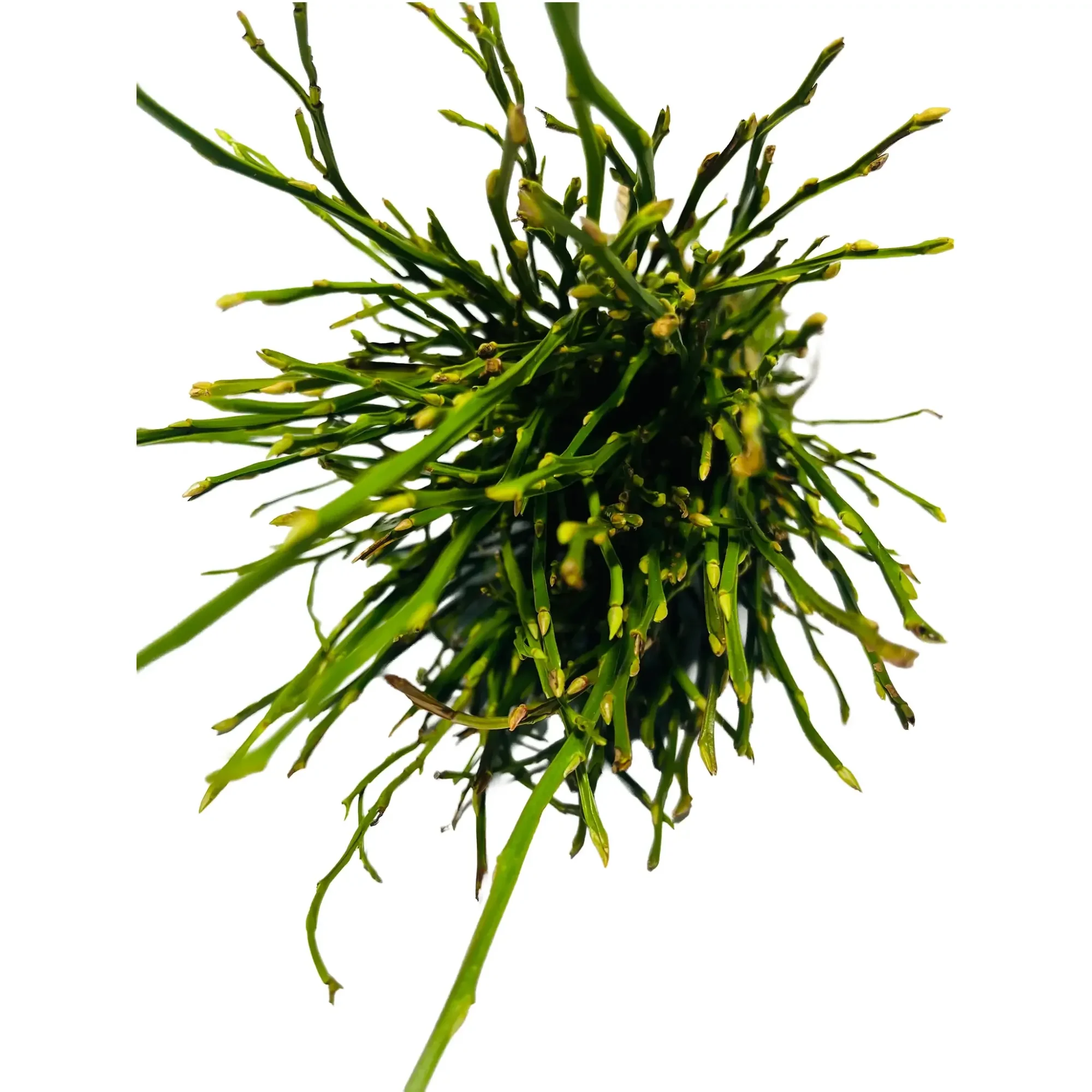 Ветки ежевики для грызунов