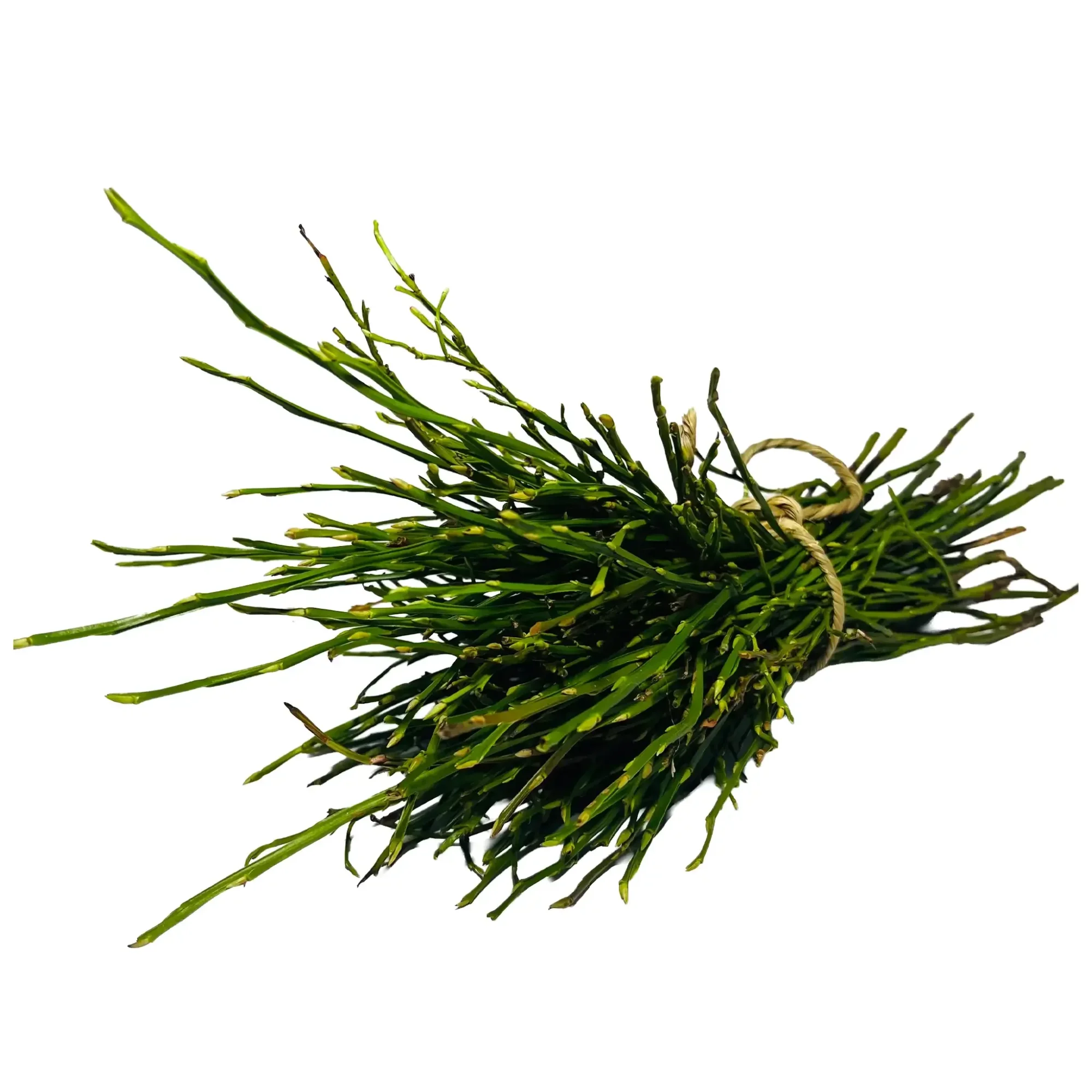 Gervuogių šakos graužikams